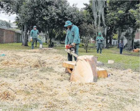  ?? FOTOS CLAUDIA RUBIO /ADN ?? En este punto del parque de Niza funcionari­os del Jardín Botánico talaron un urapán que medía más de once metros de altura.