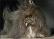  ?? JEFF CHIU — THE ASSOCIATED PRESS ?? Wild Thang, a Pekingese, stands onstage during the World’s Ugliest Dog Contest.