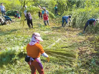  ?? Courtesy of Andong city government ?? Farmers in Andong, North Gyeongsang Province, harvest cannabis whose stalks are used to make fabric. The law in Korea bans cannabis products in general, but allows seeds, matured stalks and stems.