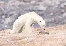  ??  ?? La imagen de un oso polar muriendo de hambre ha dado la vuelta al mundo para hacer conciencia sobre los efectos del cambio climático.