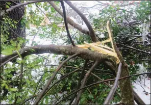  ?? (Special to the Democrat-Gazette/Janet B. Carson) ?? Broken limbs like this one on a yaupon holly should be removed quickly to prevent more harm.