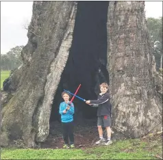  ??  ?? HOURS OF FUN: ‘Jedi knights’ guard the entrance to the ‘secret temple on the planet of Gariwerd’, a massive redgum at Fyans Creek. This is the knights’ favourite tree because it can be used as the ‘galley on the Millennium Falcon, the control deck on...