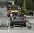  ?? ?? Todd Berkey/The Tribune-Democrat via AP A line of Canada Geese cross over Haynes street in Johnstown, Pa. stopping traffic on May 19.