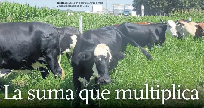  ??  ?? Tricota. Las vacas, en la pastura. Atrás, el maíz y, más allá, los árboles, en Goiás.