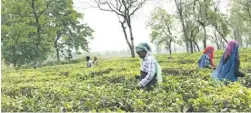  ?? PHOTO: ISHITA AYAN DUTT ?? Tea planters in the Dooars region