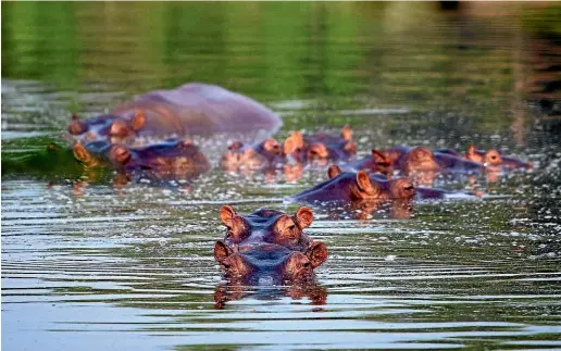  ?? AP ?? Scientists say hippos released from the zoo of former drug lord Pablo Escobar pose an ecological menace.