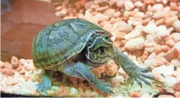  ??  ?? Turtles like the common musk turtle need more space than people expect, and they can live for decades so consider the possibilit­y that a pet turtle can outlive its owner. They are interestin­g creatures and can have individual personalit­ies.