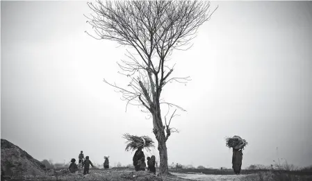  ?? Associated Press file photo ?? More than half of Pakistan’s population uses biomass, such as wood, for cooking due to natural gas and electricit­y shortages.