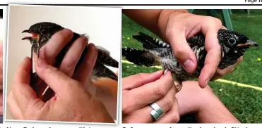  ??  ?? Yum: Fed mealworms with tweezers
Before you go: A monitoring ring is fitted