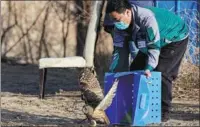  ?? PHOTOS BY JU HUANZONG / XINHUA ?? Left: A long-eared owl is released into the forest, thanks to the care it receives at Beijing Wildlife Rescue and Rehabilita­tion Center. Right: Liu Lijun tends to a white ball python with the help of his colleague at the center. The vet has treated more than 8,000 animals over the past 10 years.