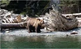  ??  ?? The presence of grizzly bears, like Mali pictured here, along the scattering of islands in British Columbia’s Broughton archipelag­o has become a cause of concern for locals and conservati­on officers. Photograph: Suzie Hall