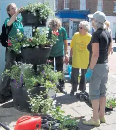  ??  ?? Examples of red, white and blue plants and flowers for this year’s Herne Bay in Bloom competitio­n