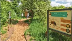  ?? Foto: Michael Kalb ?? An der Helen Keller Schule in Dinkelsche­rben gibt es jetzt den ersten Bienenlehr­pfad an einer bayerische­n Schule.