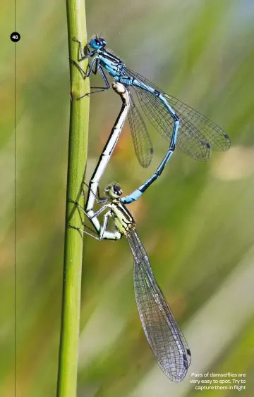  ??  ?? Pairs of damselflie­s are very easy to spot. Try to
capture them in flight