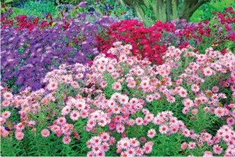  ??  ?? Carpet of colour: Border asters will bring gorgeous shades to your plot