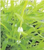  ??  ?? Spittlebug foam is commonly found on lavender plants.