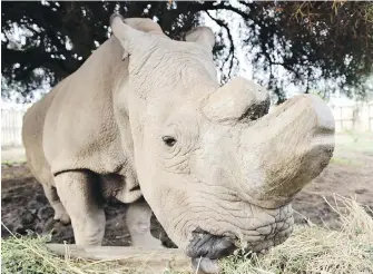  ?? SUN RUIBO, XINHUA, SIPA USA, TNS ?? Sudan, 45, the world’s last male northern white rhinocerou­s, is in failing health at the Ol Pejeta Conservanc­y in Nanyuki, Kenya.