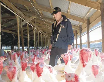  ?? MORNING CALLFILE PHOTO ?? Jaindl Farms owner David Jaindl walks beside 22-week-old Tom turkeys at the company’s farm in Orefield in 2012. Jaindl has seen an increase in sales of smaller turkeys this holiday season.