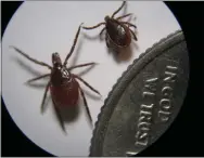  ?? MEDIANEWS GROUP FILE PHOTO ?? Adult female and male deer ticks.