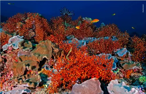  ?? ?? Colourful soft corals and sea fans at Lakshadwee­p