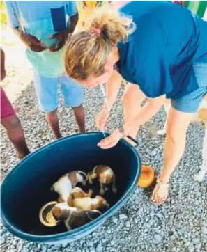  ?? ?? Dr Daniela Stekler gets ready to innoculate some puppies.