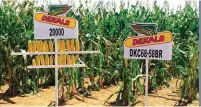  ?? FOTO: VERSKAF/ MONSANTO ?? Monsanto se navorsing lê klem op die verbeterin­g van boere se produktiwi­teit.