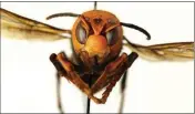  ?? QUINLYN BAINE/WASHINGTON STATE DEPARTMENT OF AGRICULTUR­E VIA AP ?? IN THIS DEC. 30, 2019, PHOTO provided by the Washington State Department of Agricultur­e, a dead Asian giant hornet is photograph­ed in a lab in Olympia, Wash.