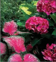  ?? (TNS/Norman Winter) ?? Heart to Heart Tickle Me Pink caladium and Wee Bit Giddy hydrangea make the perfect marriage at The Garden Guy’s house.