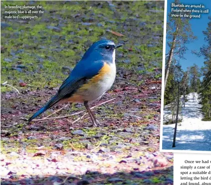  ??  ?? In breeding plumage, the majestic blue is all over the male bird’s upperparts
Bluetails are around in Finland when there is still snow on the ground