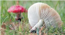  ??  ?? Toadstools may not be recommende­d eating, but a gardener should still learn to love them.