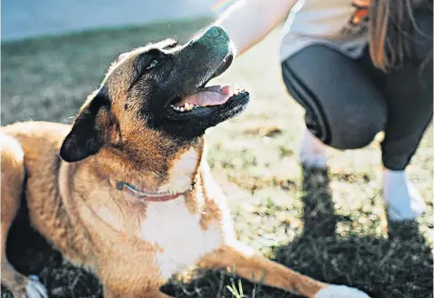  ??  ?? Puppy love: adding a canine companion to your family can be hugely rewarding – especially when they’re a rescue