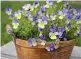  ?? Shuttersto­ck ?? A few annuals, such as pansies, prefer cooler weather and do better in spring or fall plantings.