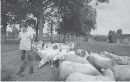  ?? VIRGINIA MAYO/AP ?? Belgian sheep herder Lukas Janssens tends his flock last week at Schoonselh­of cemetery in Hoboken. Cutting emissions of carbon dioxide is one of his group’s goals.