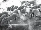  ??  ?? UNIFORMITY – Native pigs are now being improved so that they will become more uniform in size, appearance, and other traits.