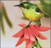  ?? PICTURE: PETER GINN ?? Sunbirds are attracted to yellow and orange nectarrich flowers.