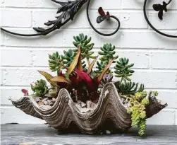  ??  ?? A “fountain” of succulents fills a large clam shell atop a French antique buffet on the patio off of the living room.