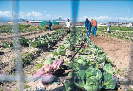  ?? Photo: David Harrison ?? A food garden that was set up by the Abalimi Bezekhaya group in Khayelitsh­a. Concerns over food security are resulting in many local groups and communitie­s taking matters into their own hands.