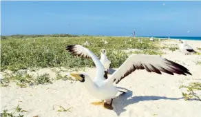  ?? en el archipiéla­go. ?? El pájaro bobo enmascarad­o es una de las especies en peligro de extinción que habita