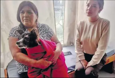  ?? ?? La perrita es adulta y al parecer tiene problemas auditivos. Esta se recupera en la casa con medicament­os.