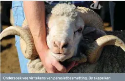  ?? FOTO: LIZA BOHLMANN ?? Ondersoek vee vir tekens van parasietbe­smetting. By skape kan die vyfpuntpla­n gebruik word om onder meer die neus en keel te ondersoek vir tekens van inwendige parasiete, soos neusvliegl­arwes. Simptome, soos kwakkeel, kan dui op besmetting met...