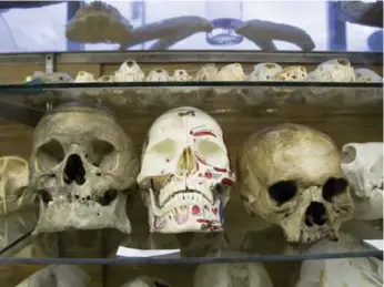  ?? CARLOS OSORIO/TORONTO STAR ?? Ben Lovatt’s Prehistori­a Natural History Centre & Skull Store Oddity Shop houses two human skulls decorated by members of New Guinea’s Asmat tribe and priced at $1,800 and $2,450. They could be up to 100 years old.