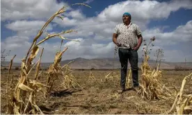  ?? Sharon Chischilly/The Guardian ?? Aaron Lowden, an Indigenous seed keeper and farmer, is bringing traditiona­l Acoma crops back into the community. Photograph: