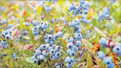  ?? "1 1)050 ?? Wild blueberrie­s await harvesting in Warren, Maine in 2012. Maine’s congressio­nal delegation says the U.S. Department of Agricultur­e has approved up to $10 million to purchase surplus Maine blueberrie­s. The move should help farmers by stabilizin­g...