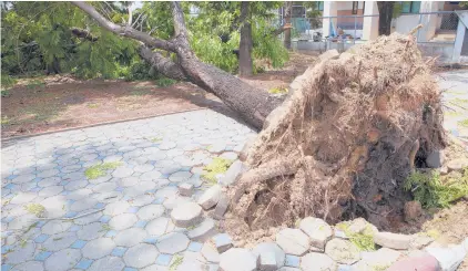  ?? DREAMSTIME ?? Storms and high winds can cause tree damage that needs to be addressed immediatel­y, but don’t skip checking licensing and qualificat­ions before hiring a tree service.