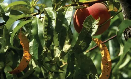  ?? Photograph: Bryce Gray/AP ?? Leaves of Bader Farms’ peach trees bear holes and discolorat­ion that the owner believes is theresult of drift from illegal applicatio­ns of the herbicide dicamba on area farms, near Campbell, Missouri.