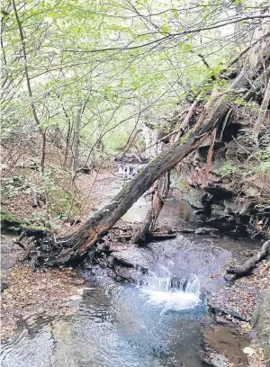  ??  ?? This scenic shot of Letham Glen in Leven was sent in by reader Gillian Harrower.