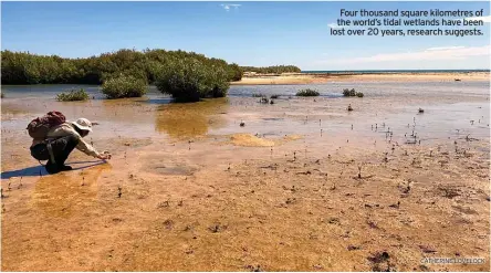  ?? CATHERINE LOVELOCK ?? Four thousand square kilometres of the world’s tidal wetlands have been lost over 20 years, research suggests.