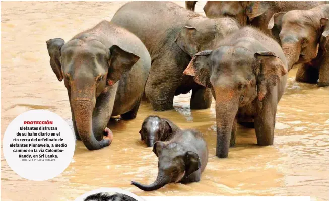  ?? FOTO: M.A.PUSHPA KUMARA. ?? Elefantes disfrutan de su baño diario en el río cerca del orfelinato de elefantes Pinnawela, a medio camino en la vía Colombokan­dy, en Sri Lanka.