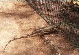  ?? JESÚS GARCÍA ?? Aprovechan la temporada de nacimiento­s de los reptiles.