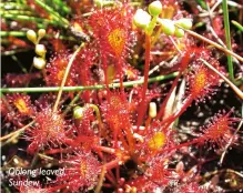  ?? ?? Oblong leaved, Sundew